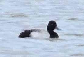 Lesser Scaup - ML239131601