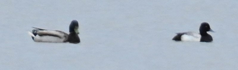 Lesser Scaup - ML239131721