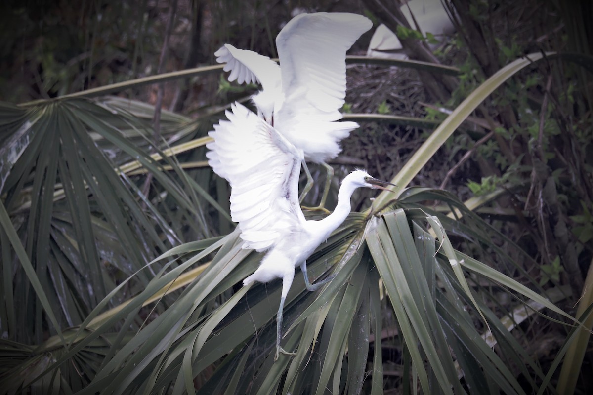 Snowy Egret - ML239131831