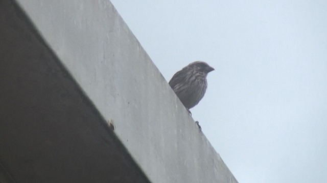 Streaky Seedeater - ML239133121