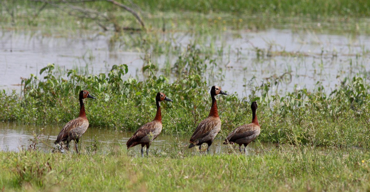 White-faced Whistling-Duck - ML23913371