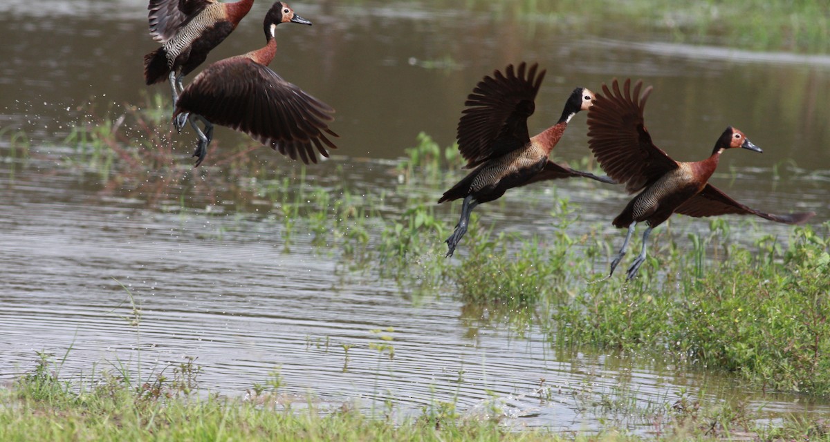 White-faced Whistling-Duck - ML23913381