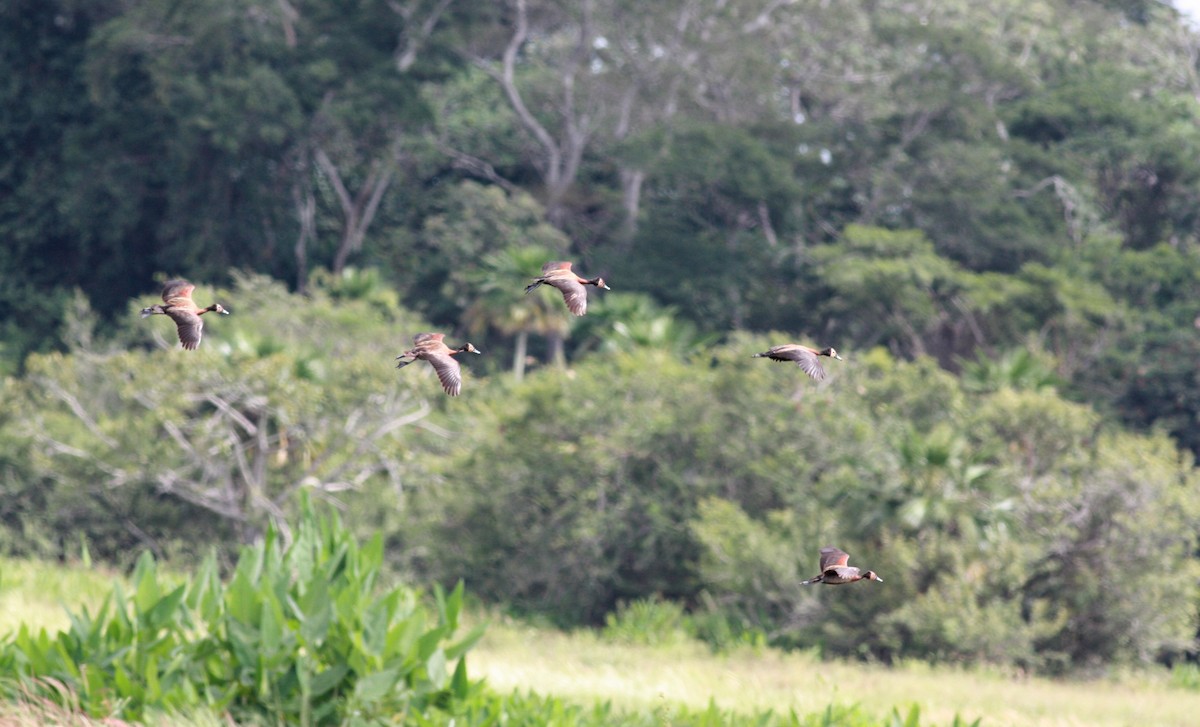 White-faced Whistling-Duck - ML23913401