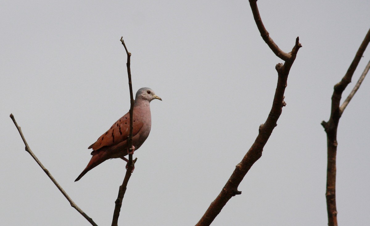 Ruddy Ground Dove - ML23913441