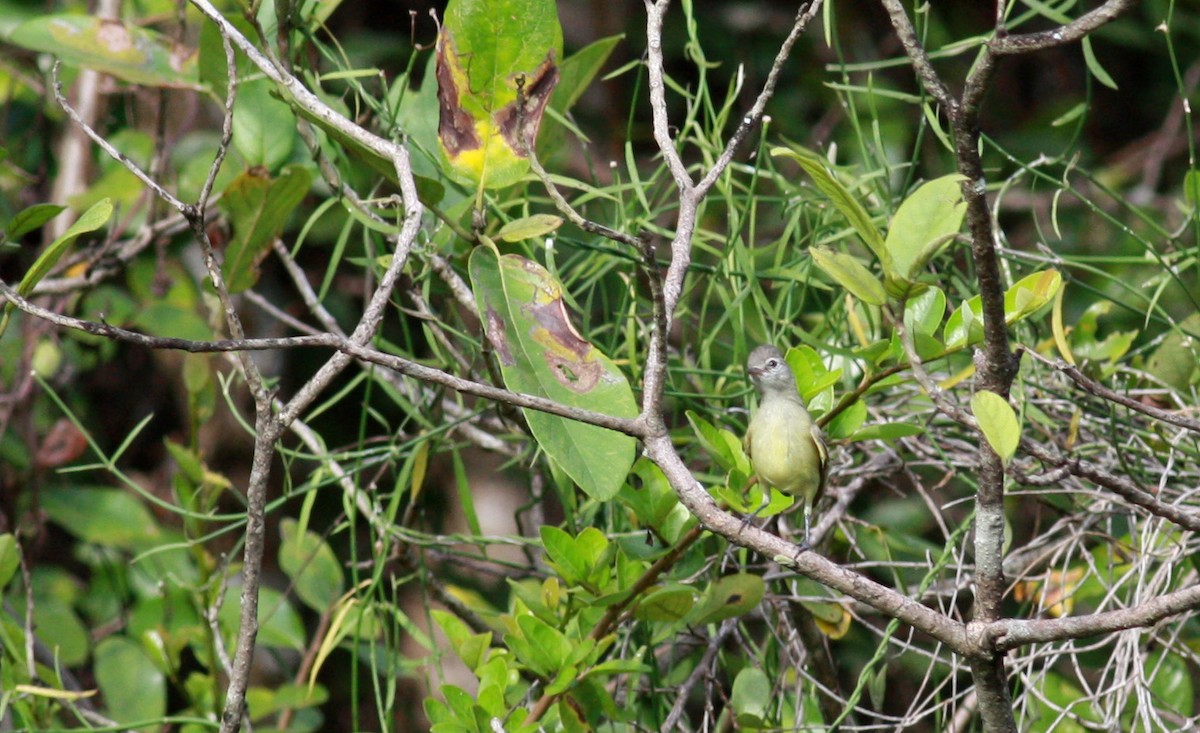 Southern Beardless-Tyrannulet (Northern) - ML23913491