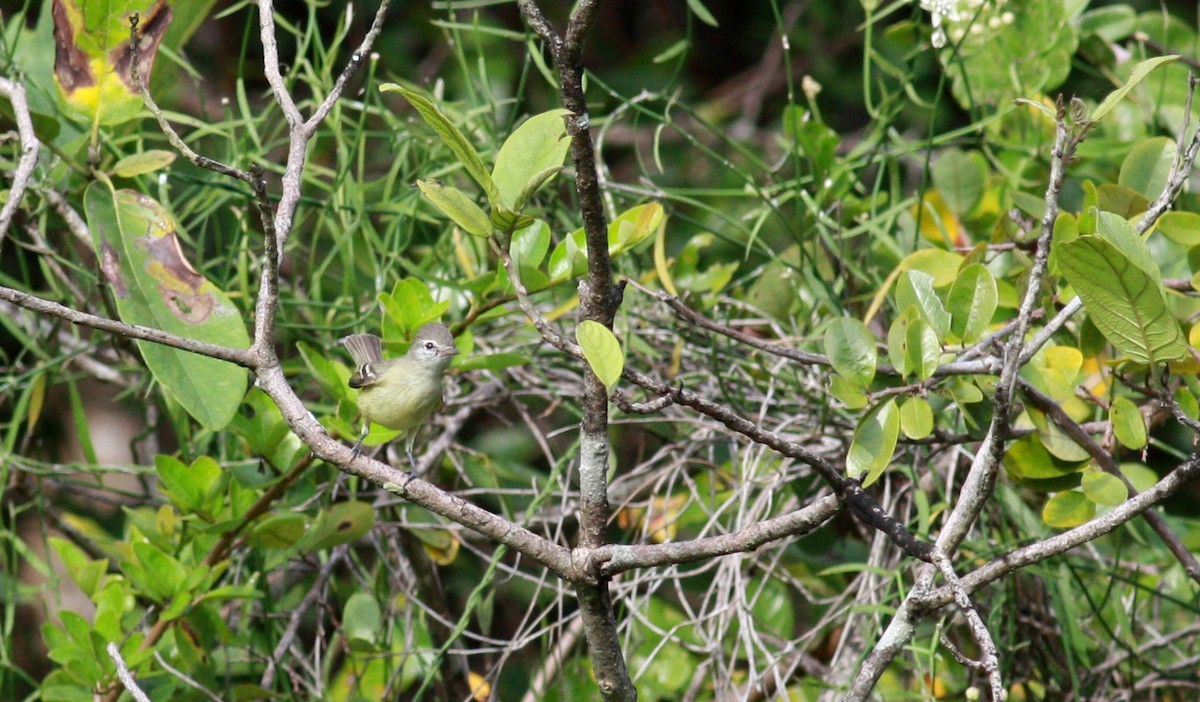 Mosquerito Silbón (grupo pusillum) - ML23913501