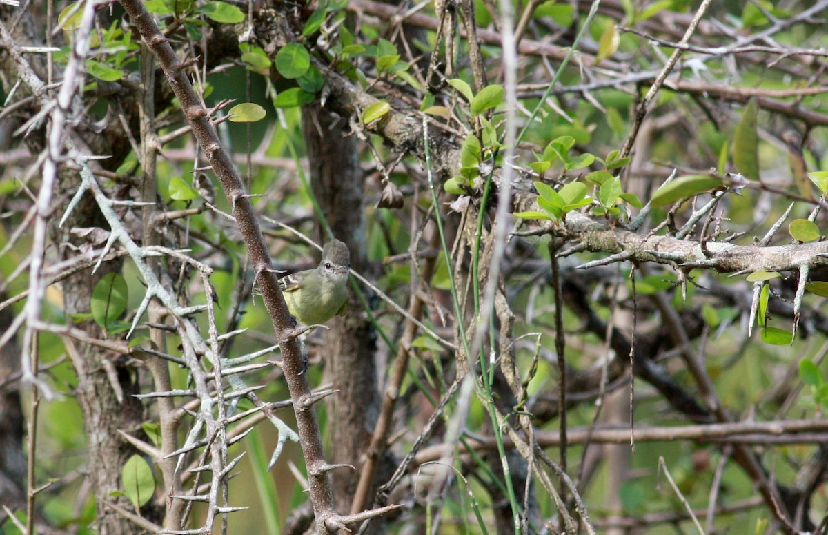 Mosquerito Silbón (grupo pusillum) - ML23913521