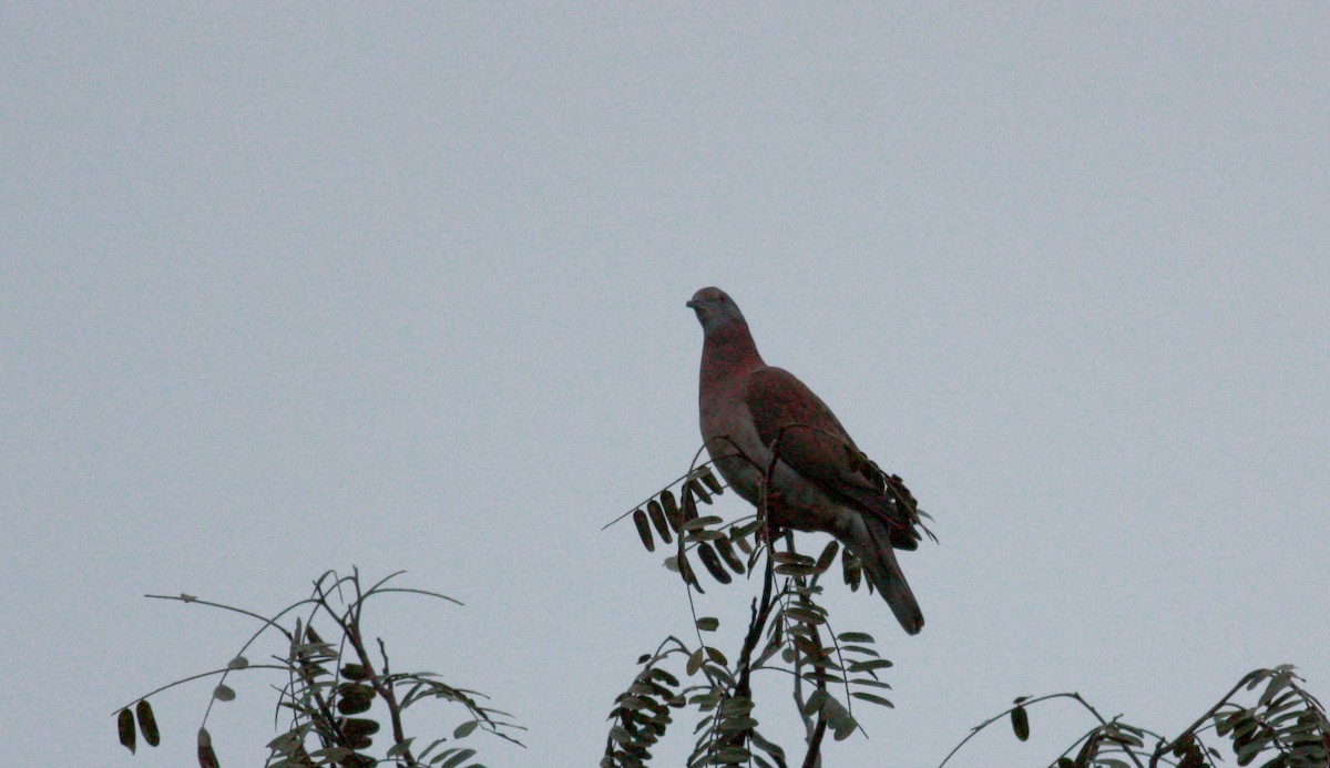 Pale-vented Pigeon - ML23913601