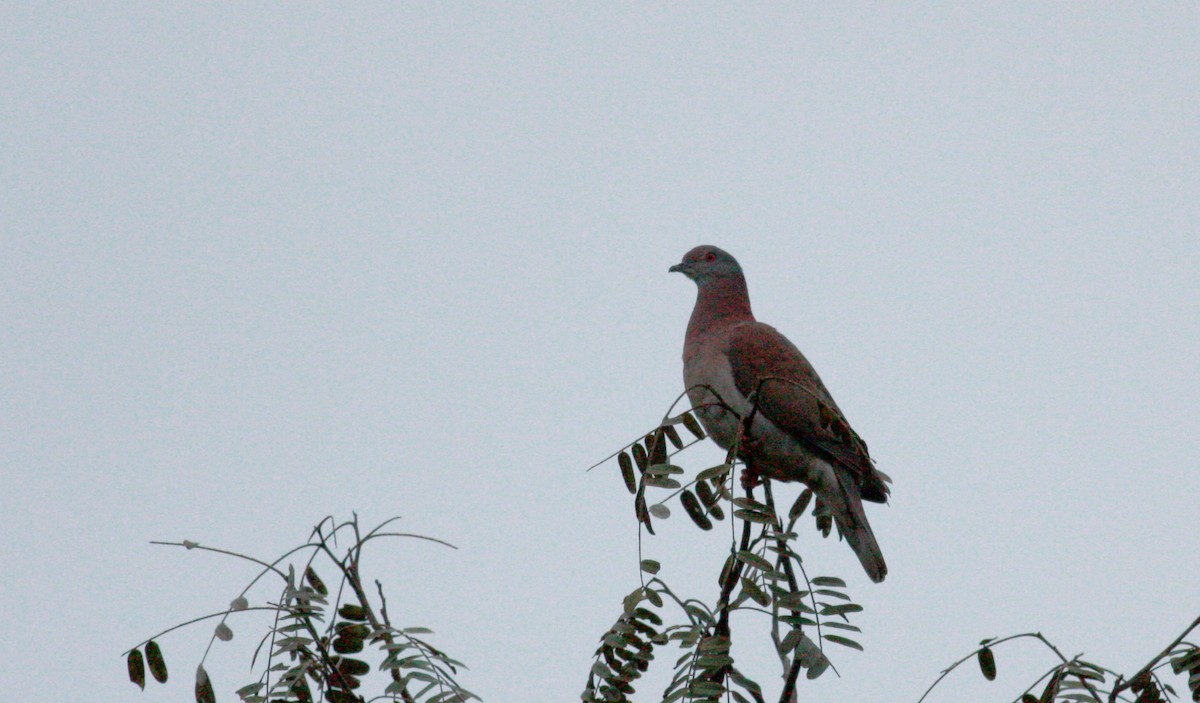 Pale-vented Pigeon - Jay McGowan