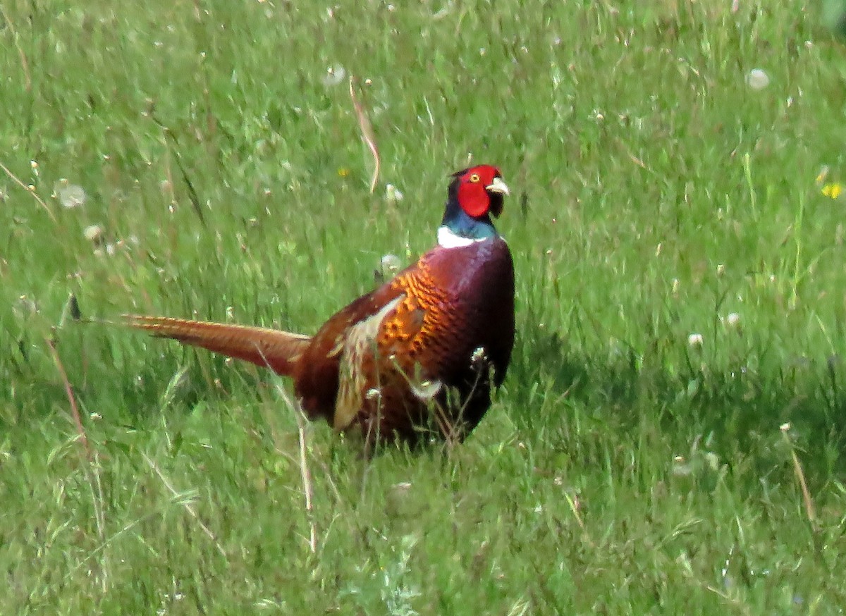 Ring-necked Pheasant - ML239136241