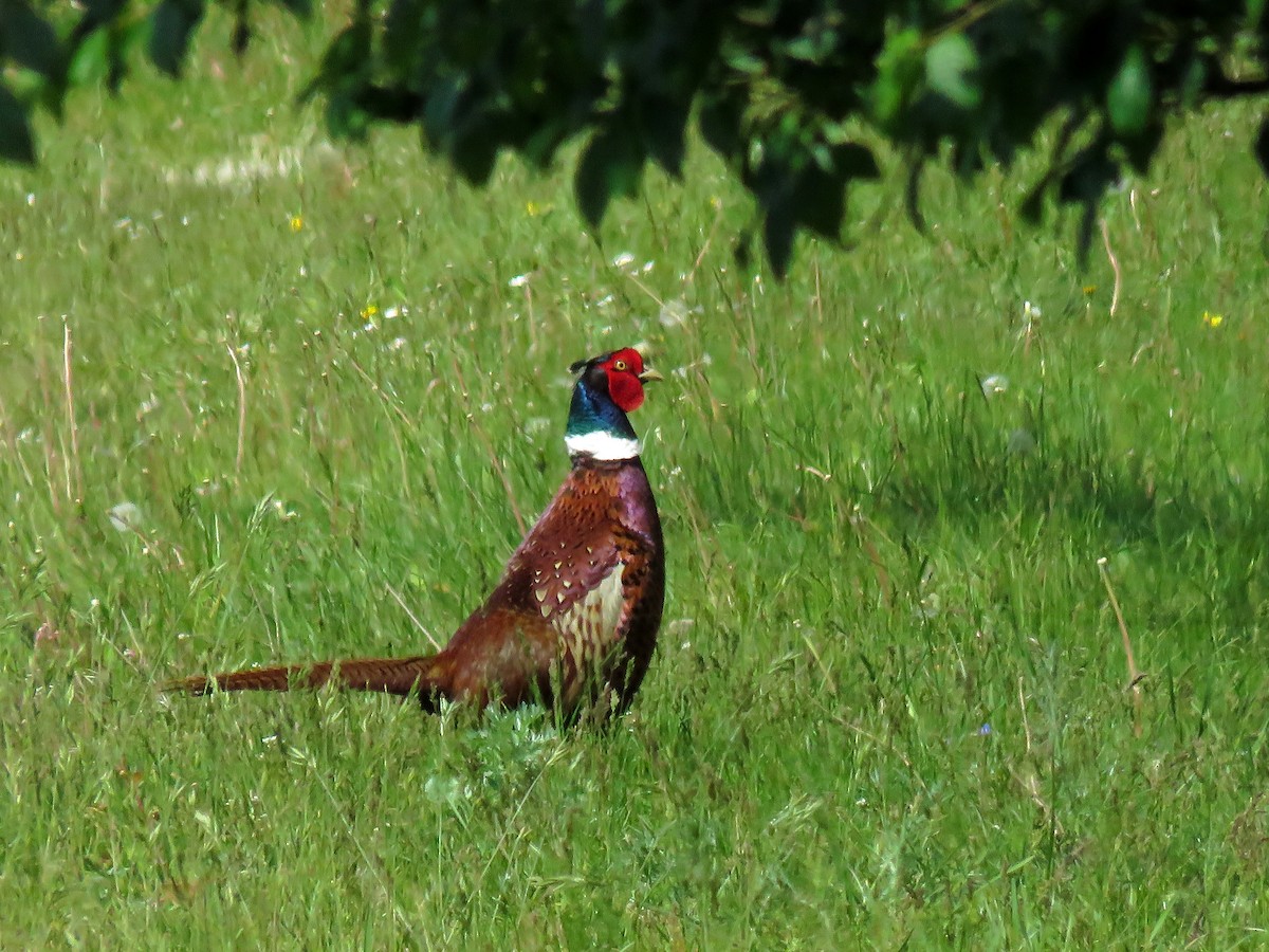 Ring-necked Pheasant - ML239136261