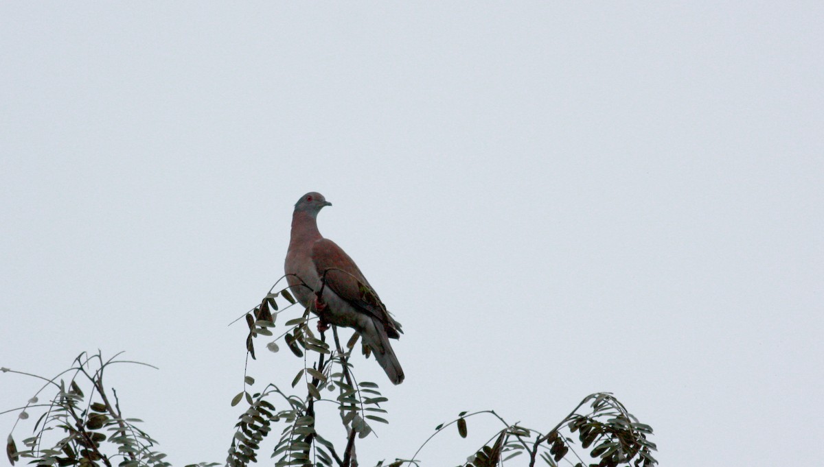 Pale-vented Pigeon - ML23913631