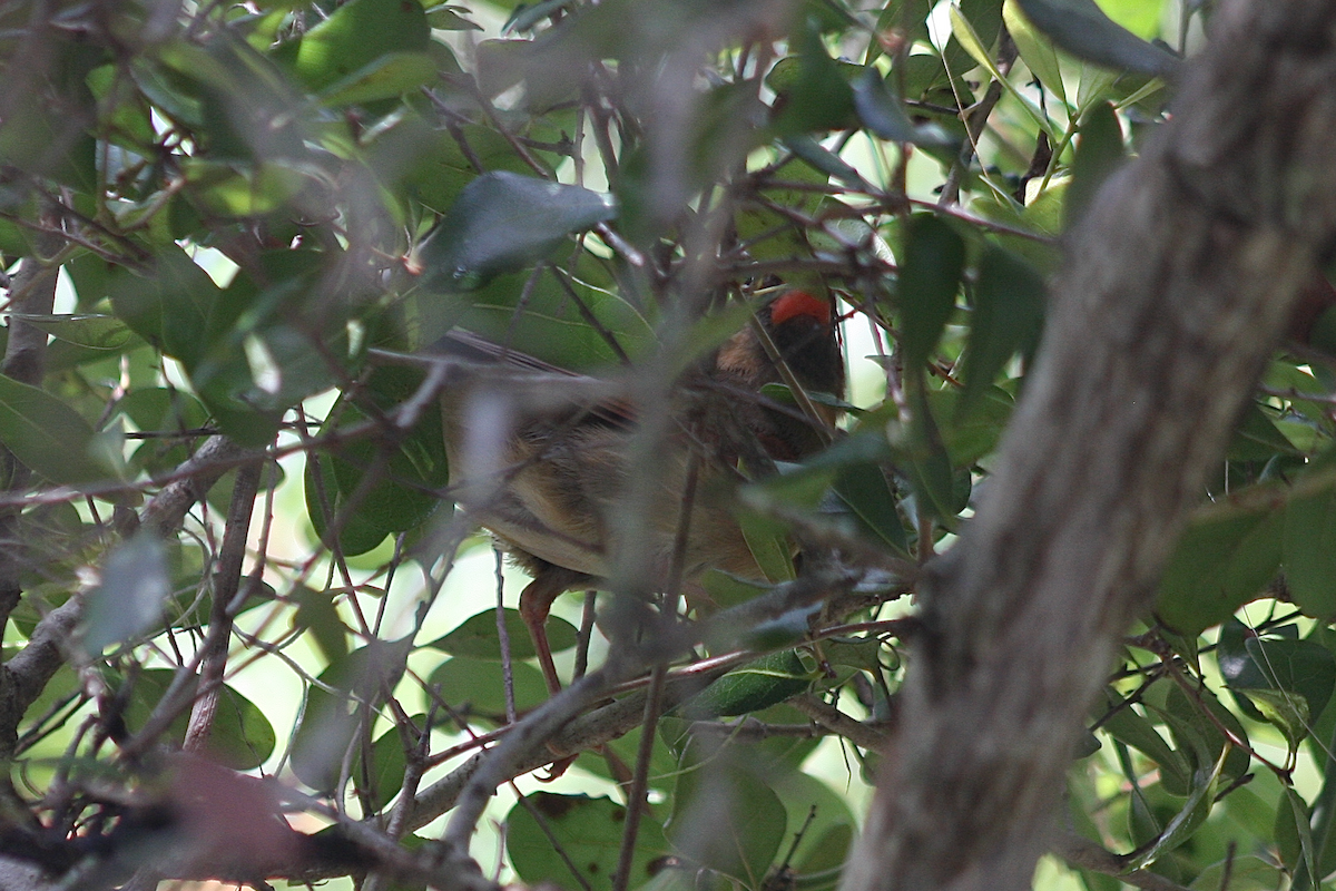Northern Cardinal - ML239136931