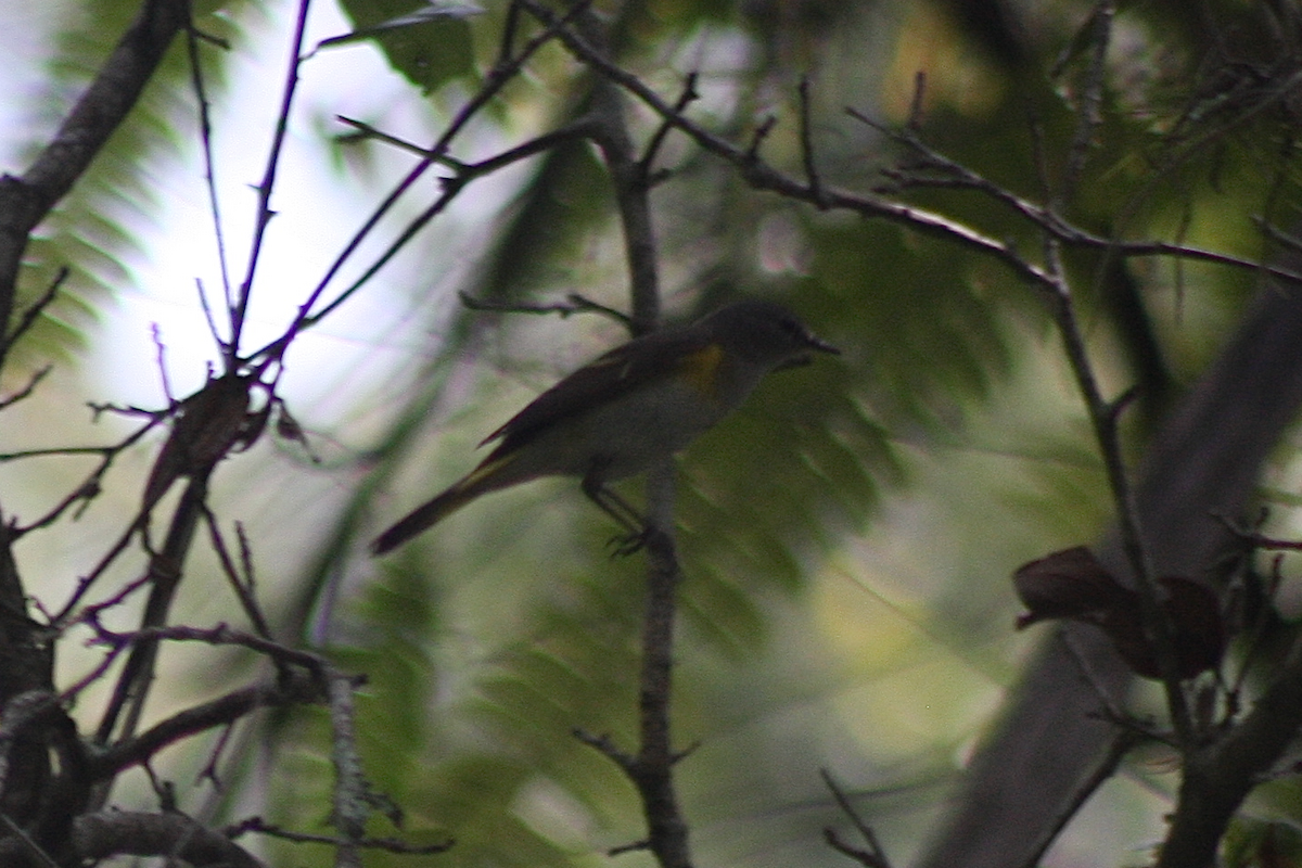 American Redstart - ML239136951