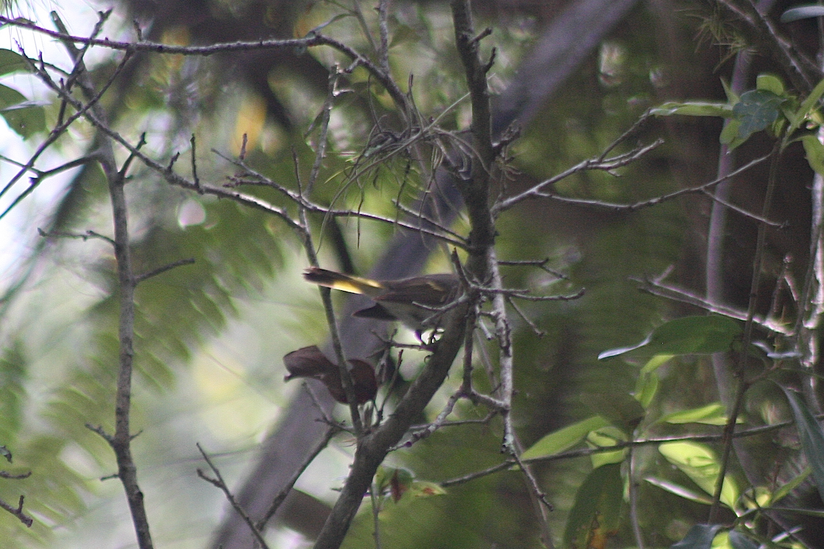 American Redstart - ML239137021
