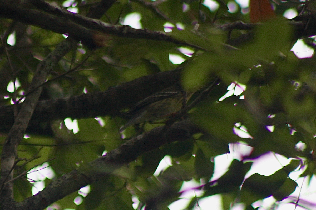 Blackpoll Warbler - ML239137051
