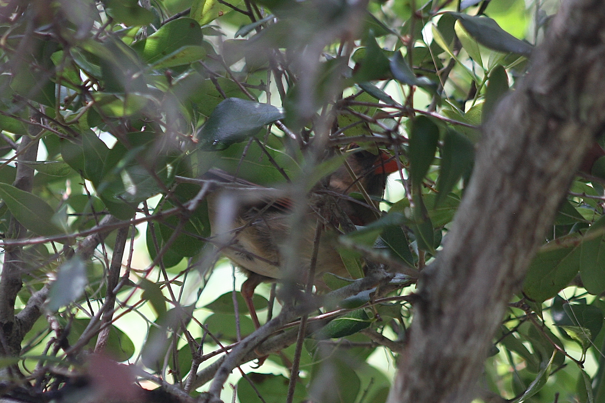 Northern Cardinal - ML239137071
