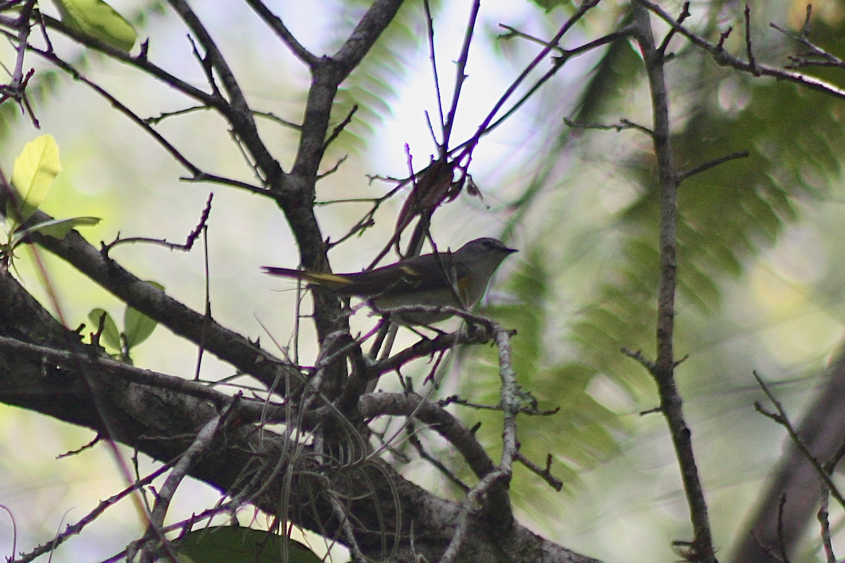 American Redstart - ML239137081