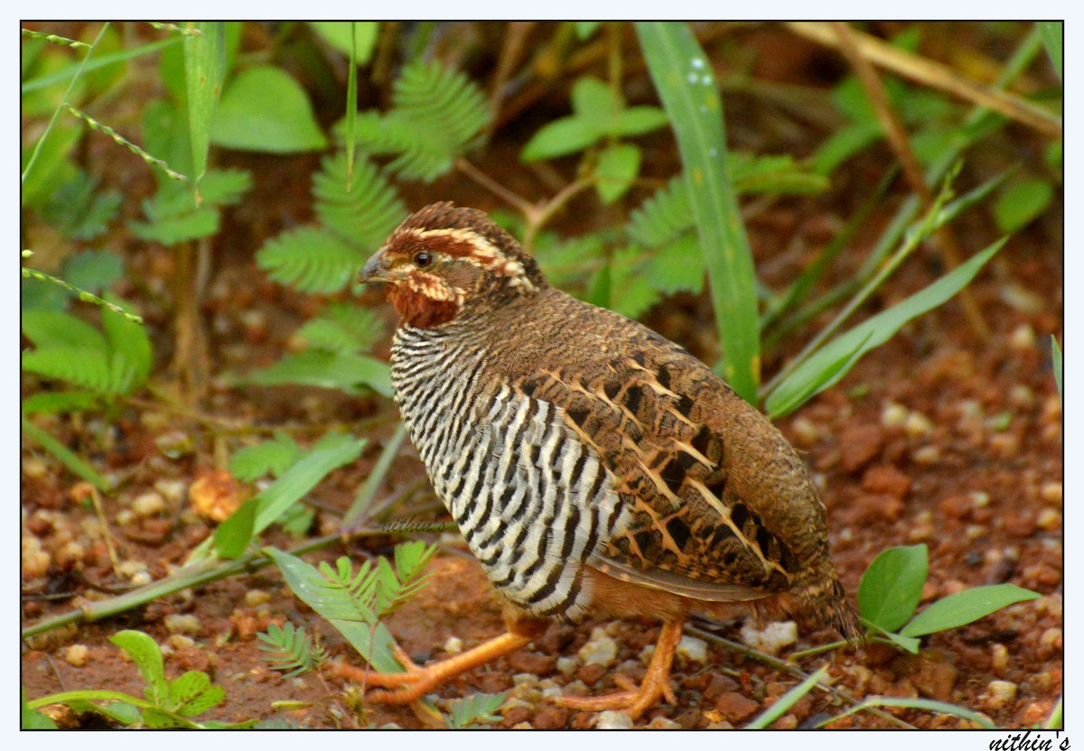 Jungle Bush-Quail - ML23913771