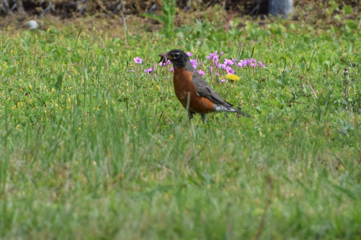 American Robin - ML239139971
