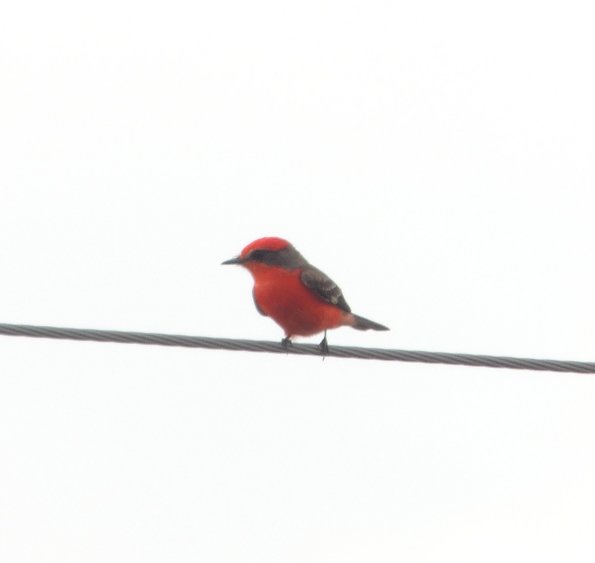 Vermilion Flycatcher - ML23914011