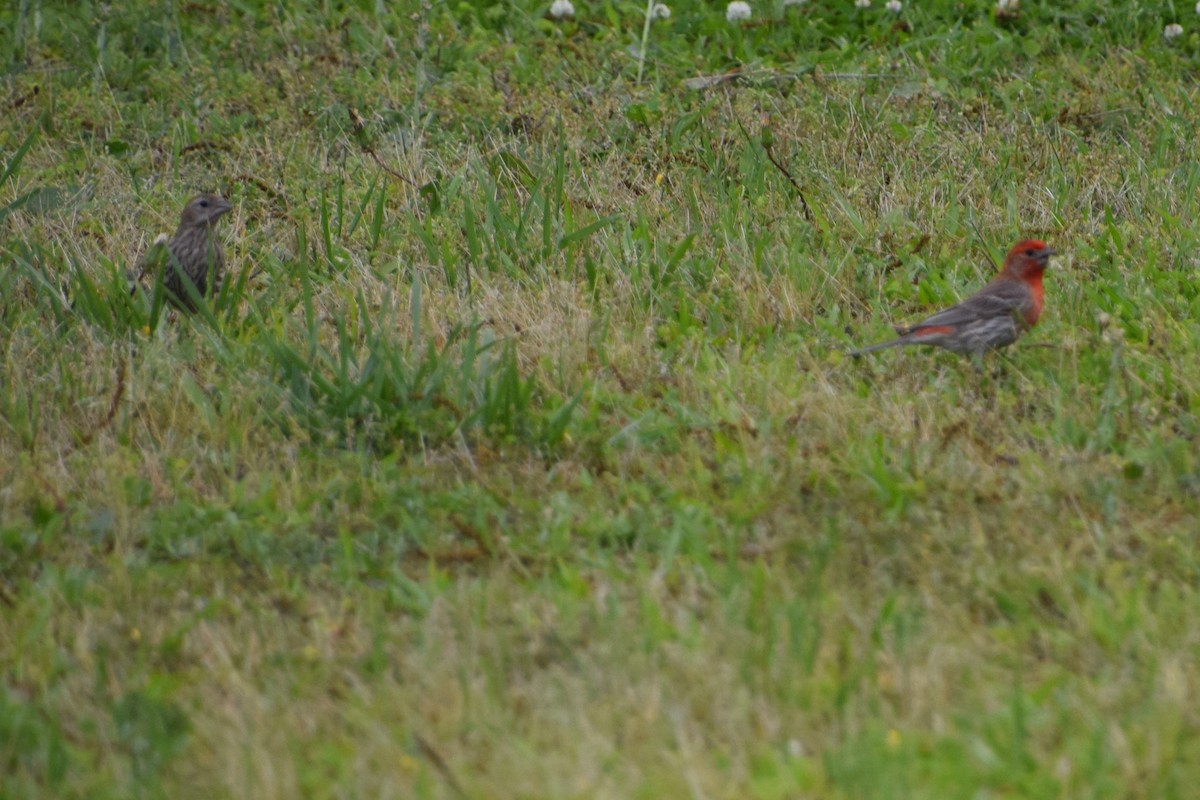 House Finch - ML239140531