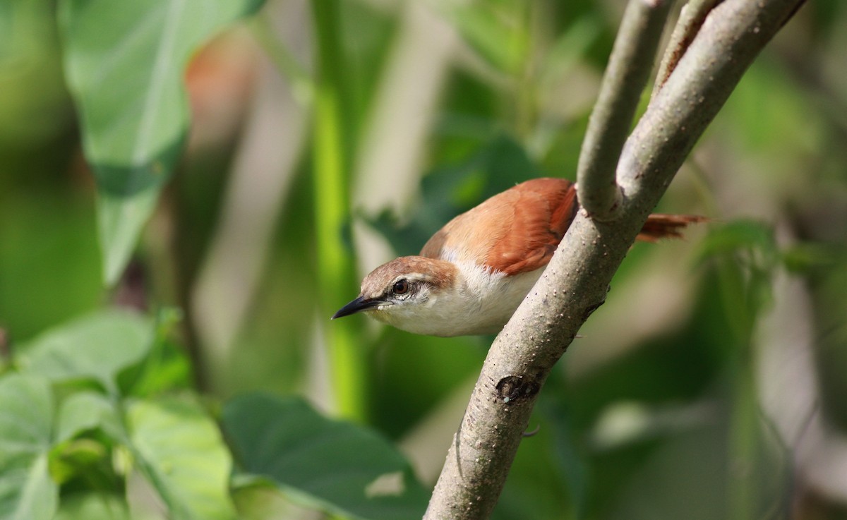 Yellow-chinned Spinetail - Jay McGowan