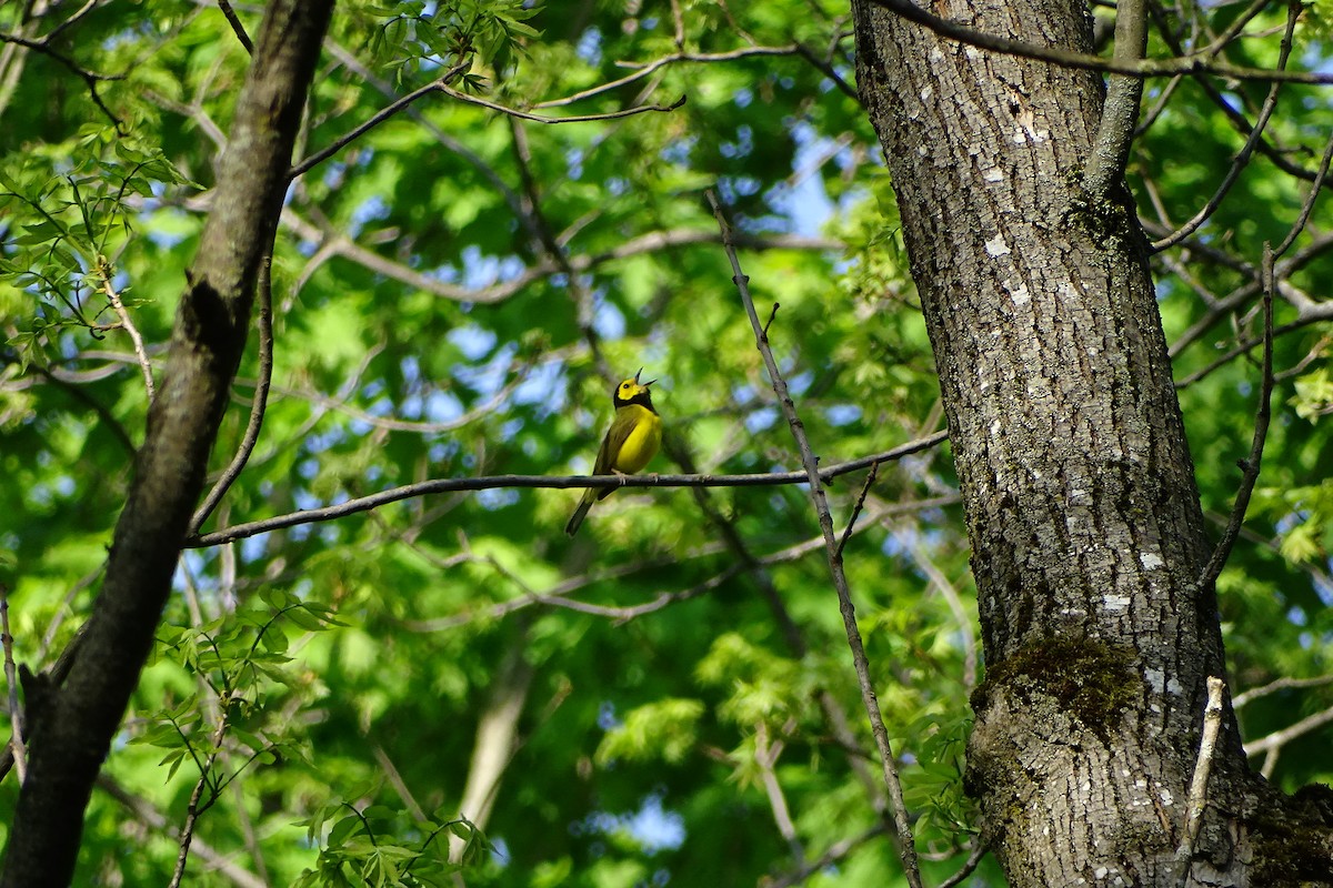 Hooded Warbler - Mark Dorriesfield