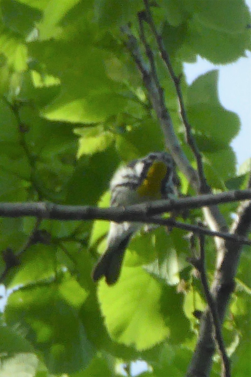 Yellow-throated Warbler - ML239144871