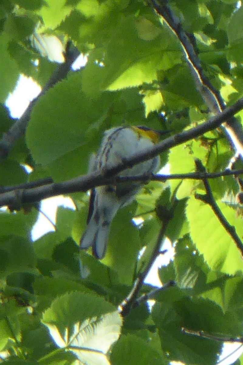Yellow-throated Warbler - ML239144881