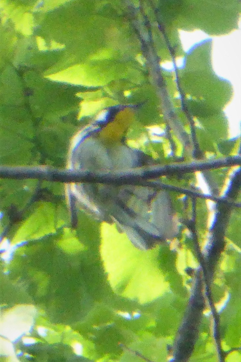 Yellow-throated Warbler - ML239144901