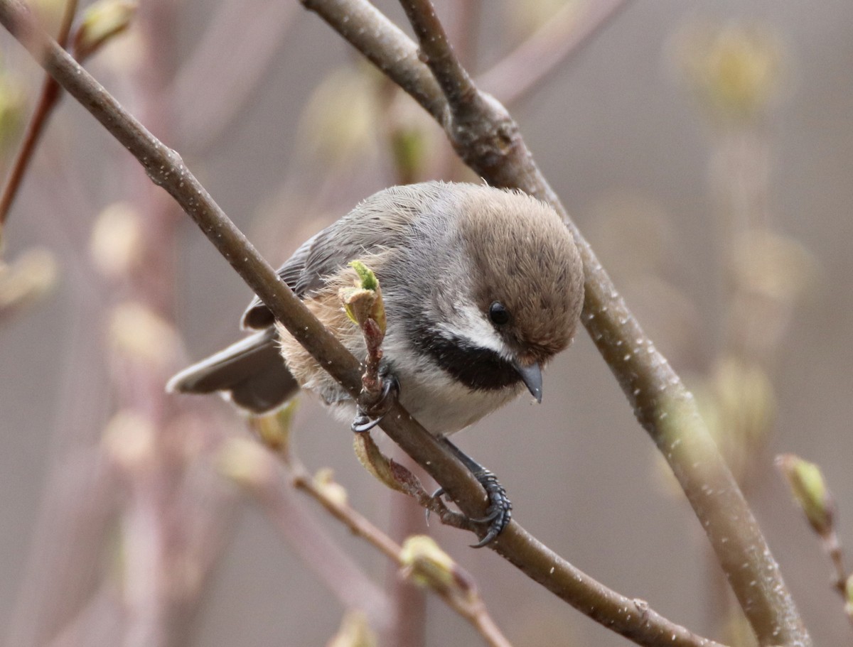 Boreal Chickadee - ML239146811