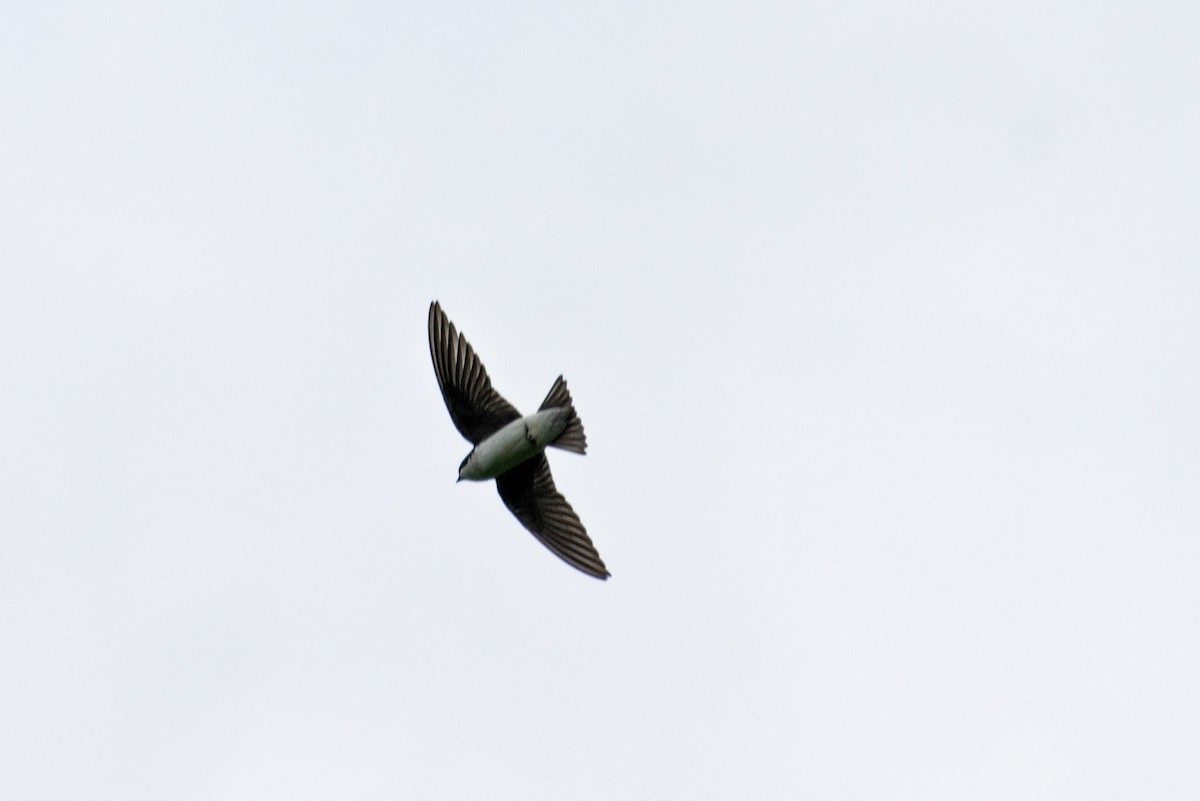 Tree Swallow - ML239148561