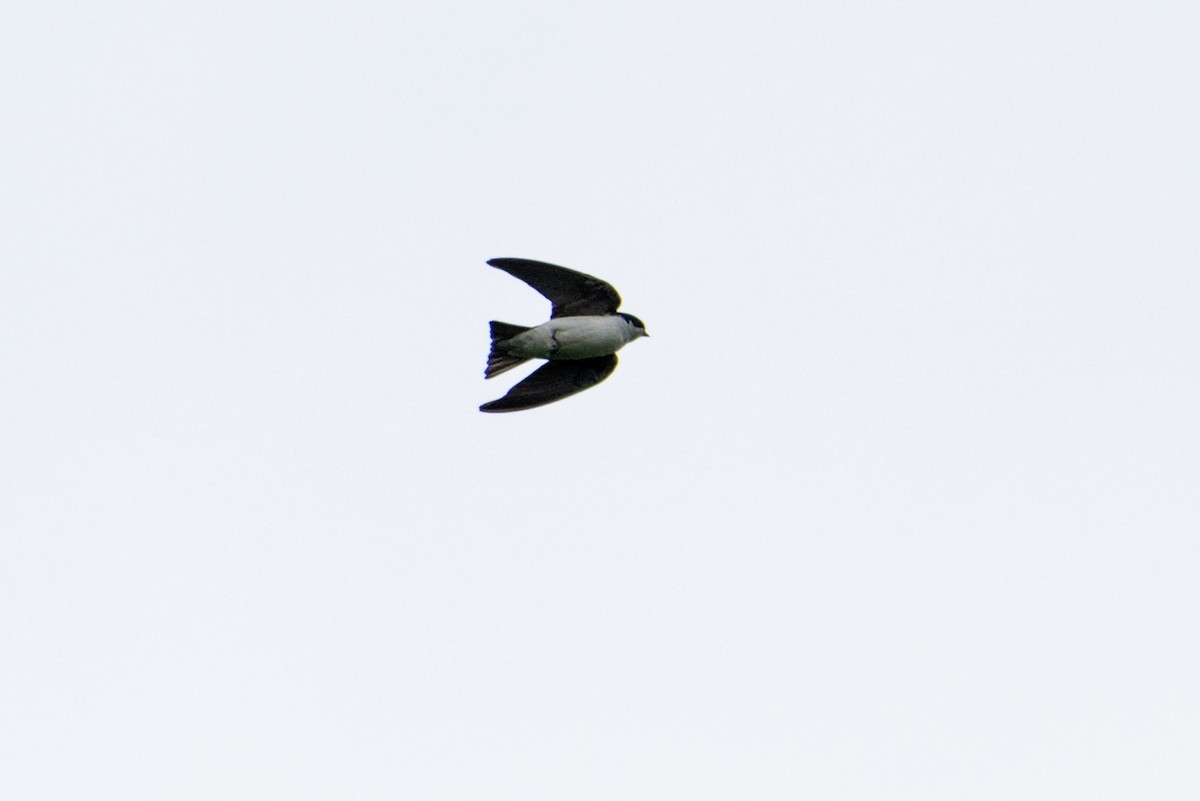 Tree Swallow - ML239148571