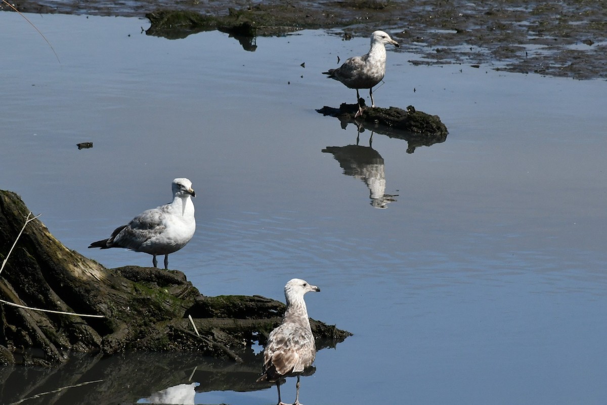 Herring Gull (American) - ML239148941