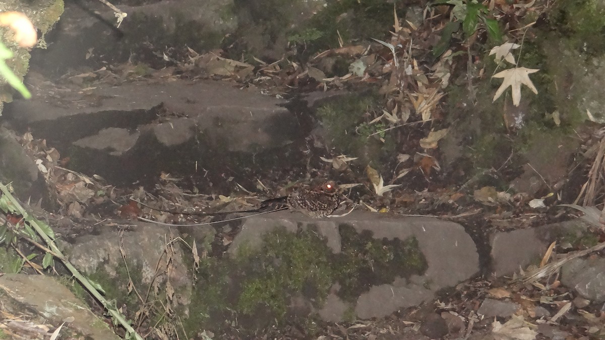 Swallow-tailed Nightjar - OSWAL REYNER - COAP LA CONVENCIÓN