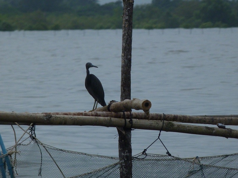 Pacific Reef-Heron - Ralph Akkermans