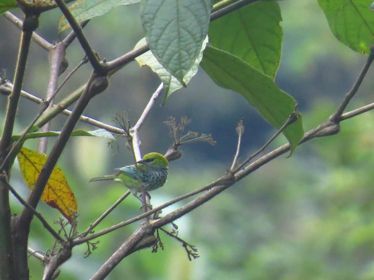 Speckled Tanager - ML239150831