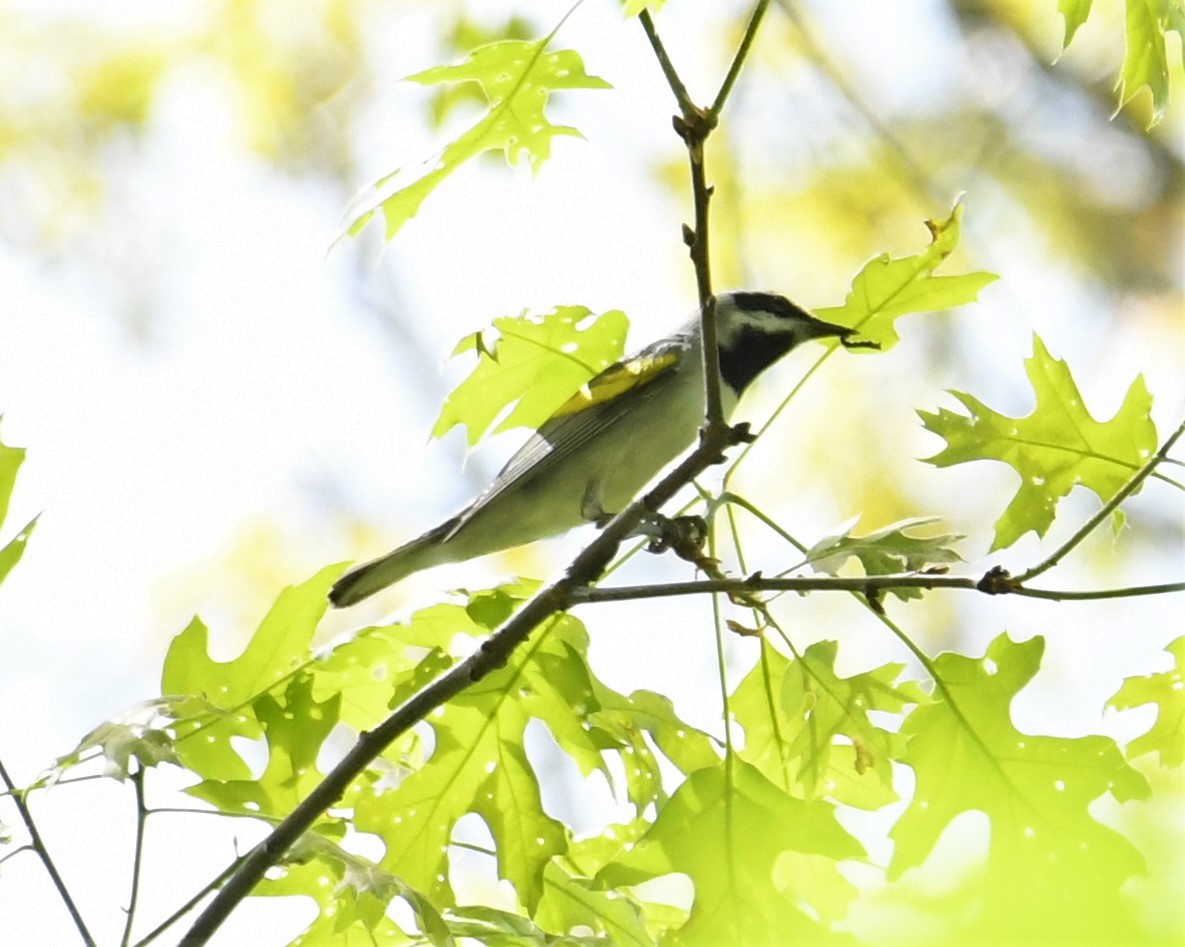 Golden-winged Warbler - ML239150881