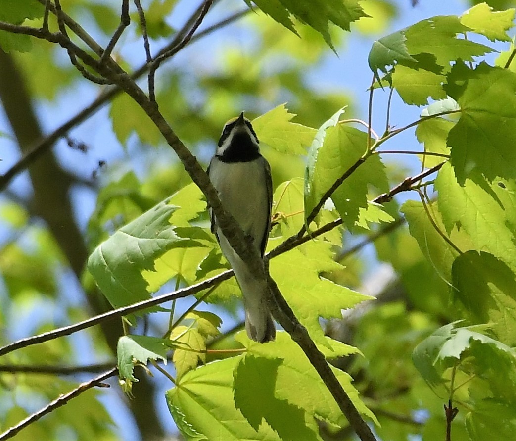 Goldflügel-Waldsänger - ML239150891