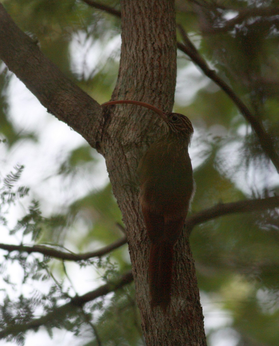 Red-billed Scythebill - ML23915351