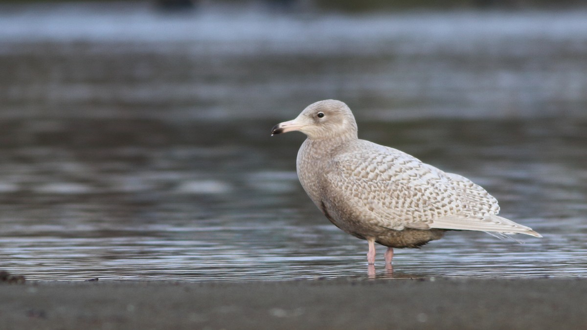 Glaucous Gull - Tuncer Tozsin