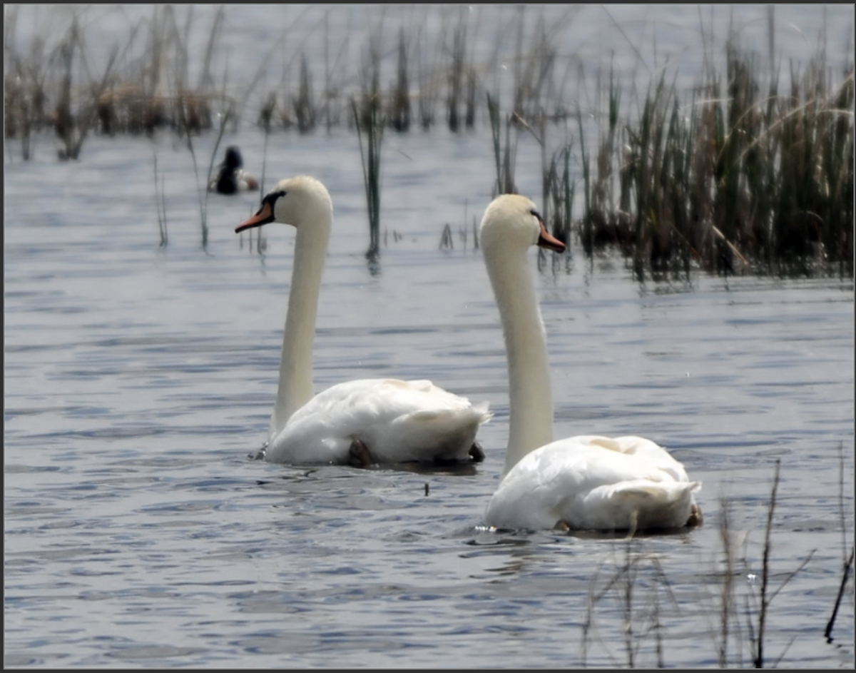 Mute Swan - ML239155311