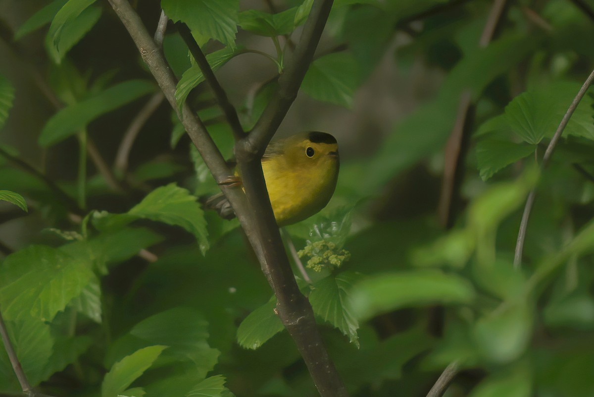 Wilson's Warbler - ML239156211