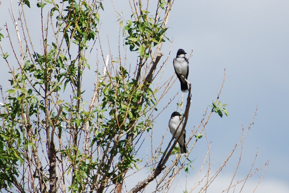 Eastern Kingbird - ML239157141
