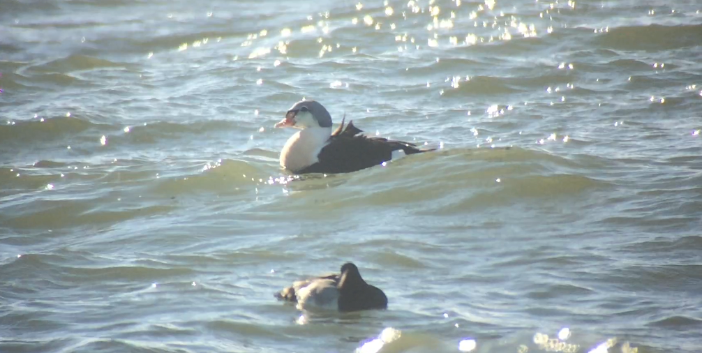 King Eider - ML239157201