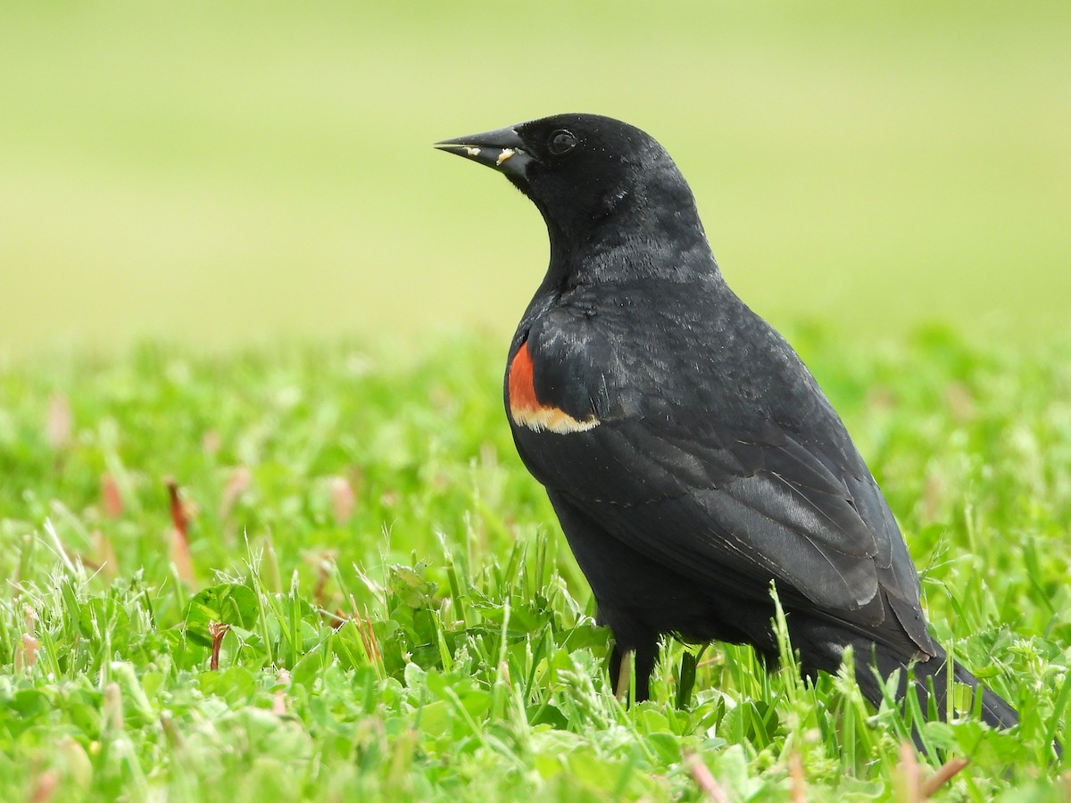 Red-winged Blackbird - ML239157911