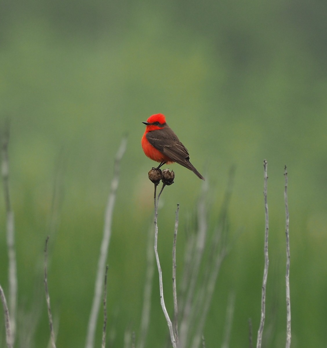Vermilion Flycatcher (Northern) - ML239158421