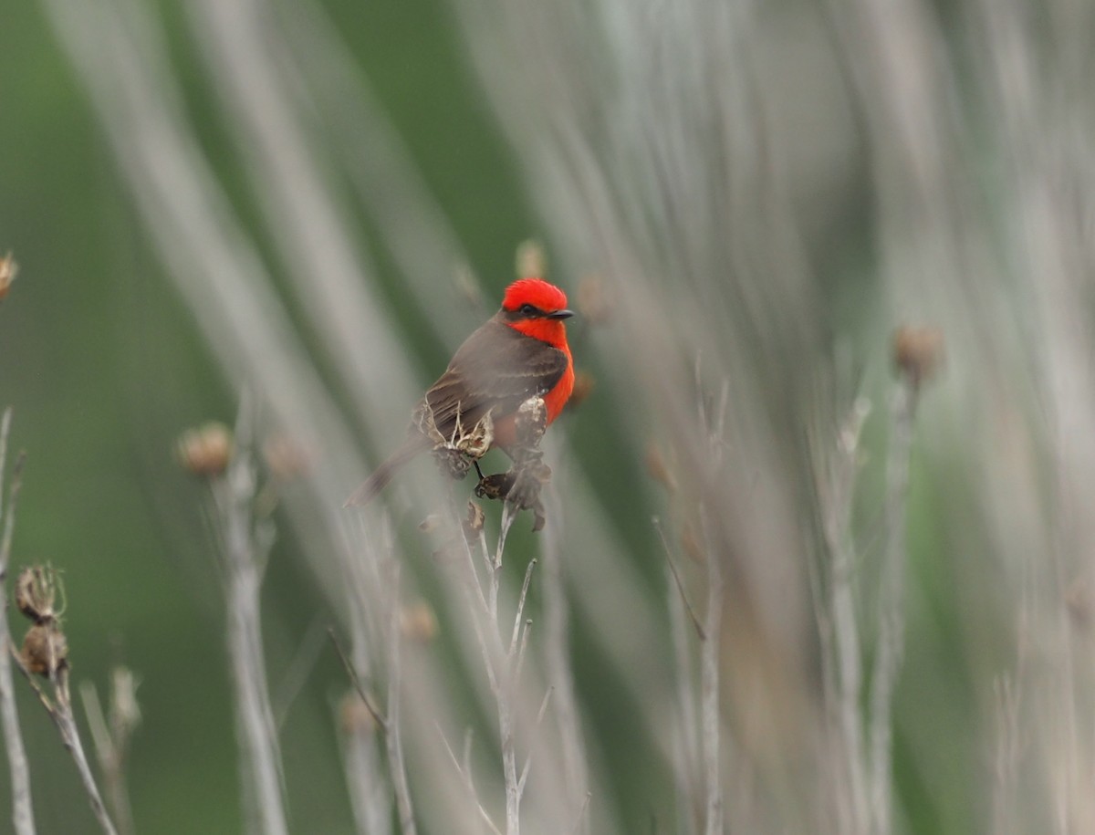 Vermilion Flycatcher (Northern) - ML239158431