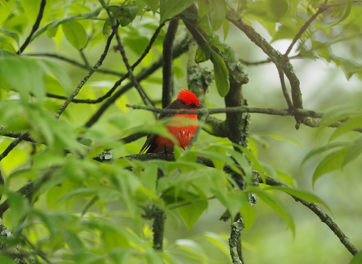 Vermilion Flycatcher (Northern) - Ted O'Reilly